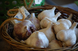 garlic 3.jpg